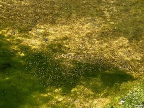 会东鲹鱼河治理显成效，生态恢复渔业兴，百姓受益插图3