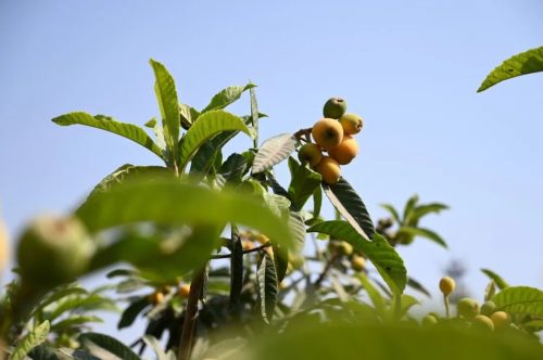 会东春耕忙,农业振兴显成效,农民笑开颜-会东网