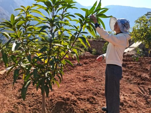 会东春耕忙，农业振兴显成效，农民笑开颜插图2