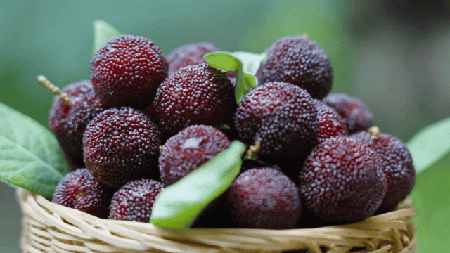 会理:力马河村杨梅盛宴,共赴“梅好”时光插图8 会理:力马河村杨梅盛宴,共赴“梅好”时光插图8