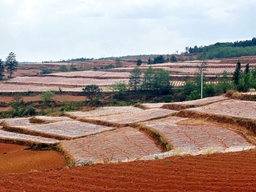 会东烟叶种植新法:膜下小苗移栽,提质增效助丰收-会东网