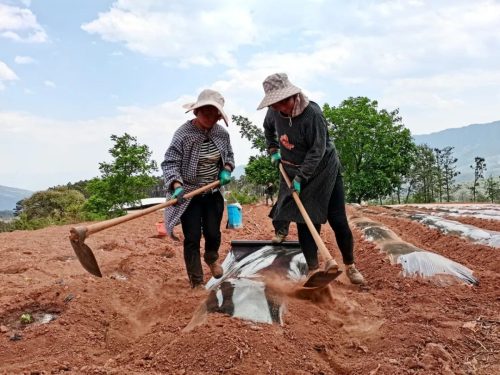 会东烟叶种植新法：膜下小苗移栽，提质增效助丰收插图1