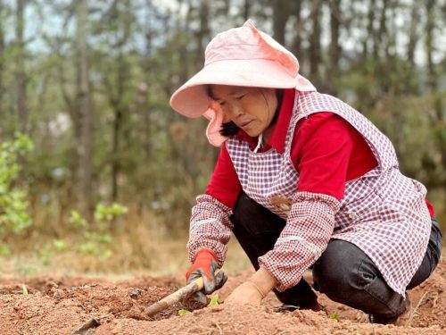会东烟叶种植新法：膜下小苗移栽，提质增效助丰收插图3