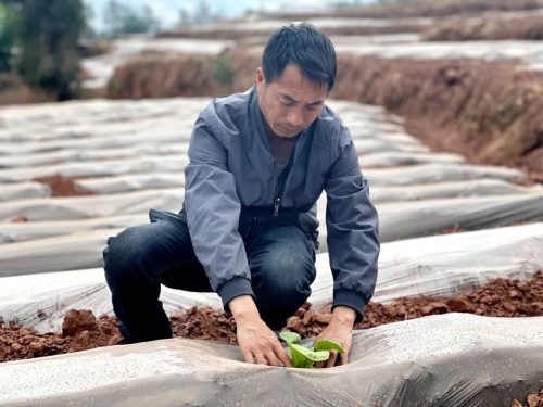 会东烟叶种植新法：膜下小苗移栽，提质增效助丰收插图4