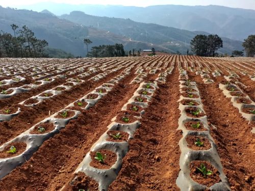 会东烟叶种植新法：膜下小苗移栽，提质增效助丰收插图5