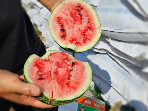 会东县崇兴村西瓜飘香,新产业助力移民增收致富-会东网