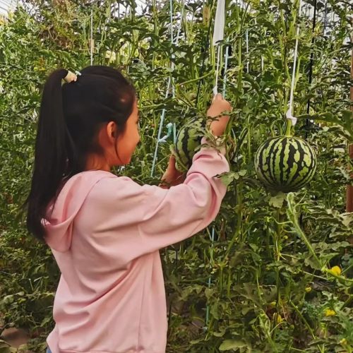 会东县崇兴村西瓜飘香,新产业助力移民增收致富插图 会东县崇兴村西瓜飘香,新产业助力移民增收致富插图