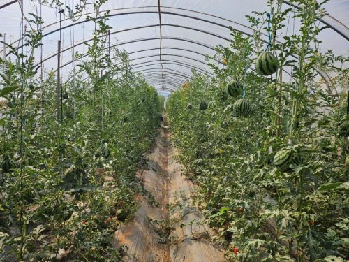 会东县崇兴村西瓜飘香,新产业助力移民增收致富插图2 会东县崇兴村西瓜飘香,新产业助力移民增收致富插图2