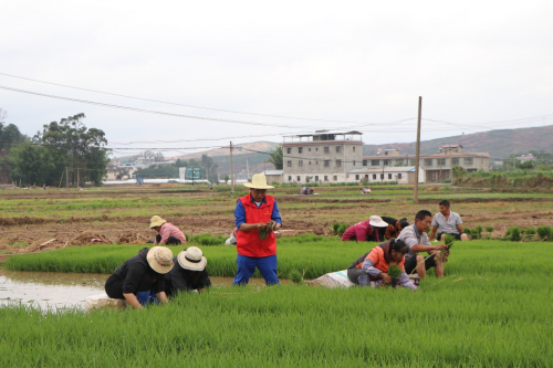 会东新闻:国网会东供电助农忙,电力服务护航乡村振兴-会东网