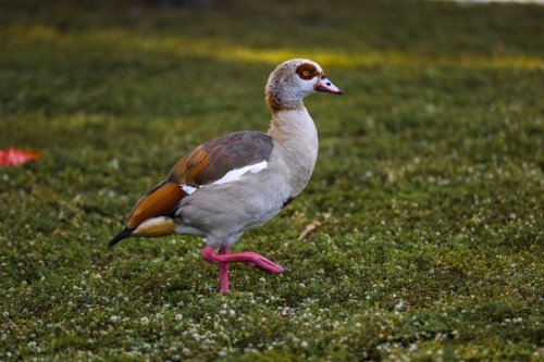 会东网:养一千只鹅,国家补助揭秘!插图2 会东网:养一千只鹅,国家补助揭秘!插图2
