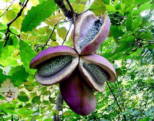 会东网:“九幺黄”八月瓜不止好吃还承载了儿时记忆和情怀-会东网