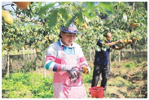 发现农业技术的新天地——九么免费版网站(九月黄,八月炸种植技术分享)-会东网
