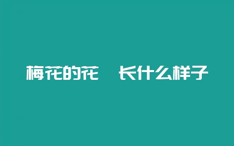 梅花的花萼长什么样子-会东网