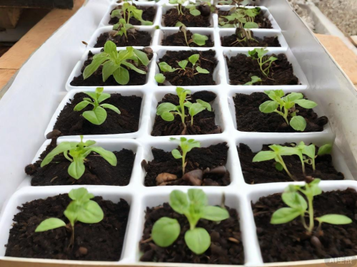 春雷霉素作用和使用介绍(春雷霉素使用疑惑解答)插图1 春雷霉素作用和使用介绍(春雷霉素使用疑惑解答)插图1