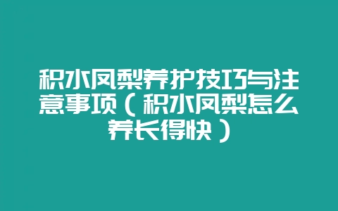积水凤梨养护技巧与注意事项(积水凤梨怎么养长得快)-会东网