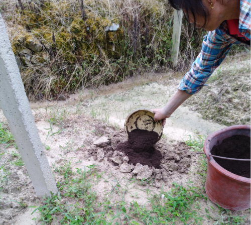 会东三农栏目:九月黄种植技术详细介绍插图1 会东三农栏目:九月黄种植技术详细介绍插图1