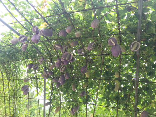 会东三农栏目:九月黄种植技术详细介绍插图2 会东三农栏目:九月黄种植技术详细介绍插图2