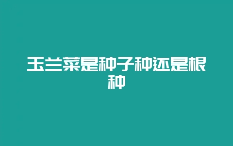 玉兰菜是种子种还是根种-会东网