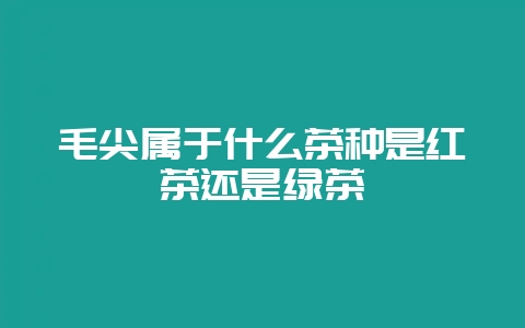 毛尖属于什么茶种是红茶还是绿茶-会东网