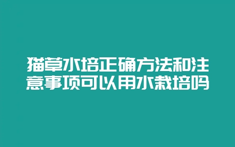 猫草水培正确方法和注意事项可以用水栽培吗-会东网