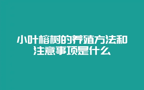 小叶榕树的养殖方法和注意事项是什么-会东网