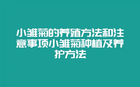 小雏菊的养殖方法和注意事项小雏菊种植及养护方法-会东网