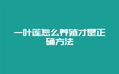 一叶莲怎么养殖才是正确方法-会东网