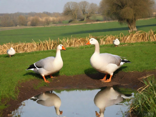 会东网：养鹅的十大坏处（养鹅的十大挑战）插图4