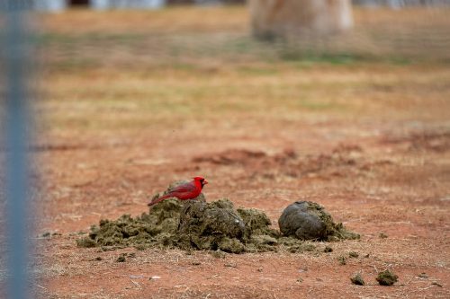 会东网：养鹅的十大坏处（养鹅的十大挑战）插图6