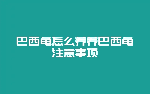 巴西龟怎么养养巴西龟注意事项-会东网