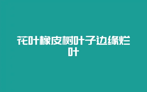 花叶橡皮树叶子边缘烂叶-会东网