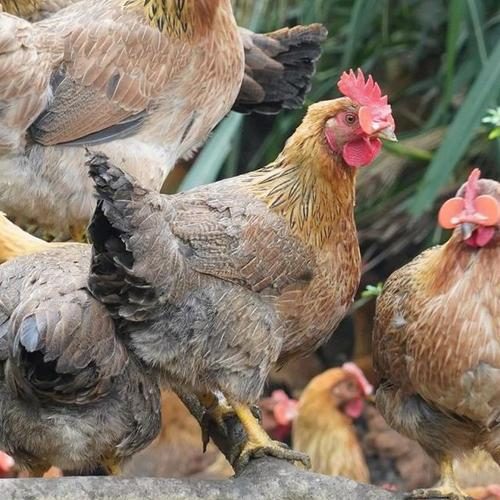 鸡嗉子软绵绵的是怎么回事?鸡嗉囊软化的原因和处理?-会东网