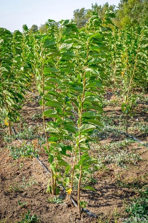 会东网：砸开杏核，揭秘种子发芽的秘诀！插图2