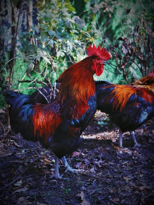 鸡胀嗉的原因有哪些？鸡胀嗉的病因分析？插图1