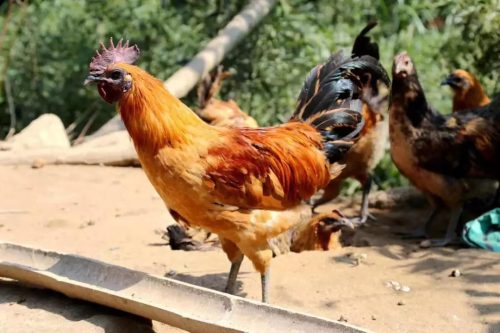 鸡嗦子软绵绵的是怎么回事?鸡嗉囊软化的原因?插图 鸡嗦子软绵绵的是怎么回事?鸡嗉囊软化的原因?插图