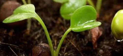 会东网：砸开杏核，揭秘种子发芽的秘诀！插图1