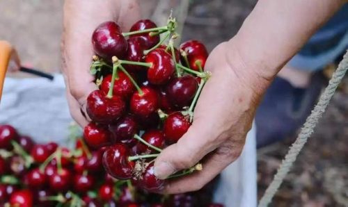 黄蜜樱桃品种特点?樱桃黄蜜品种介绍?-会东网