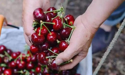 黄蜜大樱桃别称?黄蜜大樱桃也叫什么名字?-会东网