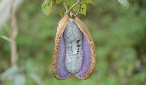 九幺黄黄色九熟透了,每年八月就可以采摘!插图2 九幺黄黄色九熟透了,每年八月就可以采摘!插图2