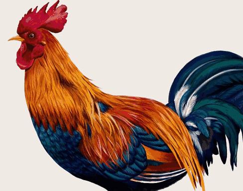 鸡嗦子里都是水鼓个大包如何处理?鸡嗉囊积水的紧急处理?-会东网