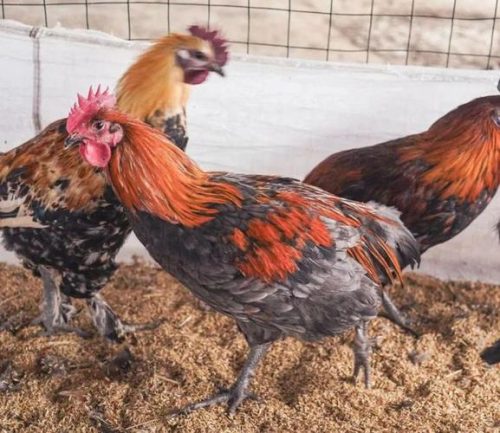 小鸡不消化喂什么药？小鸡消化不良的治疗药物？-会东网