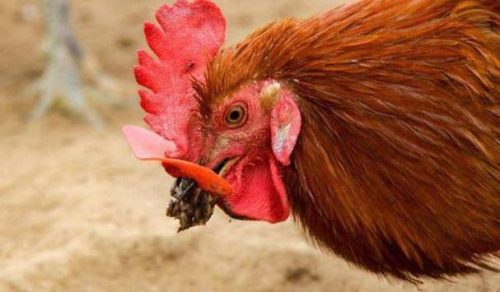 鸡嗉囊胀气阿莫西林有效吗?鸡嗉囊胀气的药物治疗?-会东网