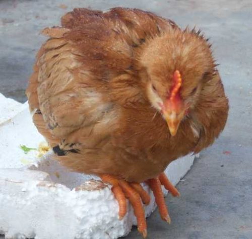 鸡嗉囊胀气阿莫西林有效吗？鸡嗉囊胀气的药物治疗？插图