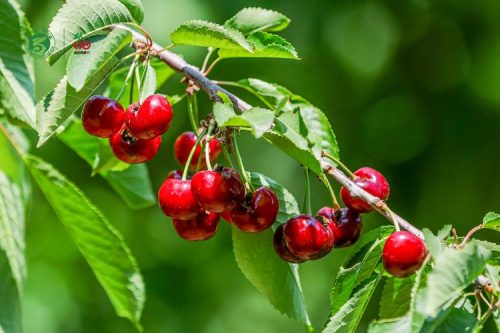 三农网:黄蜜樱桃叶片鉴别法?黄蜜樱桃叶子区别品种?插图1 三农网:黄蜜樱桃叶片鉴别法?黄蜜樱桃叶子区别品种?插图1