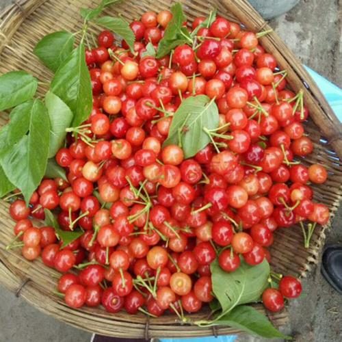 会东网:黄蜜大樱桃与红樱桃区别分析?黄蜜大樱桃和红樱桃区别?-会东网