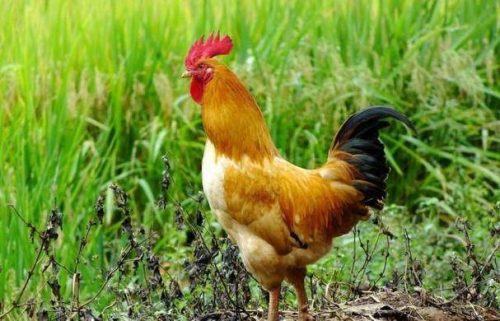 鸡胀嗉用什么药最见效？鸡嗉囊胀气的药物治疗推荐？插图