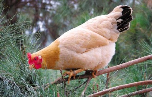 鸡嗉囊肿的发病原因是什么？鸡嗉囊肿的病因分析？插图1