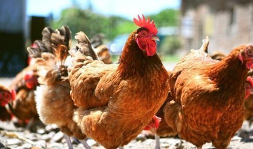 鸡嗉子胀气如何治疗？鸡嗉囊胀气的治疗方法？-会东网