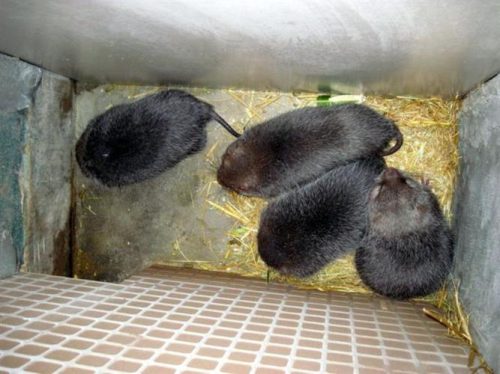 国家解禁竹鼠养殖!最新政策解读插图1 国家解禁竹鼠养殖!最新政策解读插图1