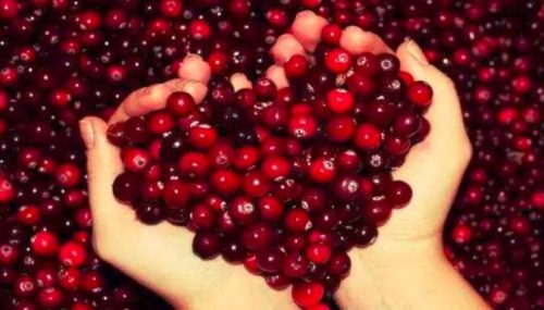 三农网:黄蜜樱桃叶片鉴别法?黄蜜樱桃叶子区别品种?插图 三农网:黄蜜樱桃叶片鉴别法?黄蜜樱桃叶子区别品种?插图